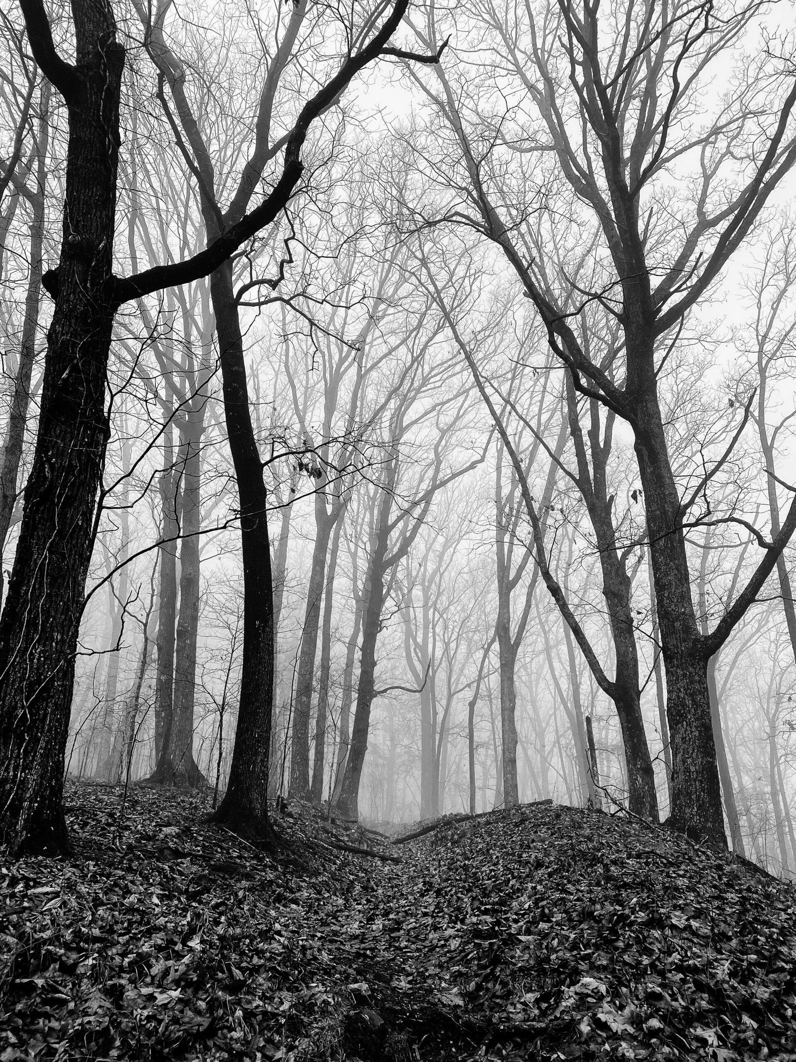 grayscale photo of bare trees